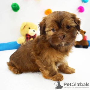 Photo №1. shih tzu - à vendre en ville de Richmond | 331€ | Annonce №42828