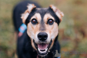 Photo №2 de l'annonce № 165003 de la vente chien bâtard - acheter à Fédération de Russie annonce privée