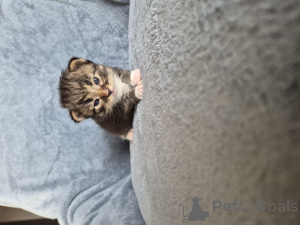 Photo №4. Je vais vendre siamois en ville de Ostrów Wielkopolski. éleveur - prix - 900€