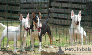 Photo №3. Mini-bull terriers. Serbie