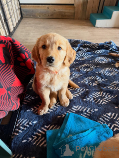 Photo №3. Chiots Golden Retriever intelligents, désireux d'apprendre et faciles à dresser. Italie