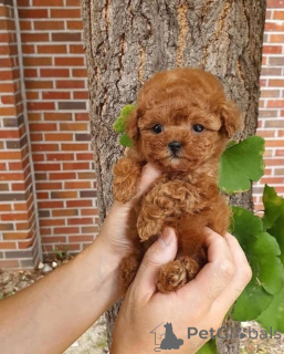 Photo №1. caniche (jouet) - à vendre en ville de Vilnius | 1250€ | Annonce №175323