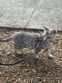 Photo №1. bengal - à vendre en ville de Hoer | 750€ | Annonce № 153285