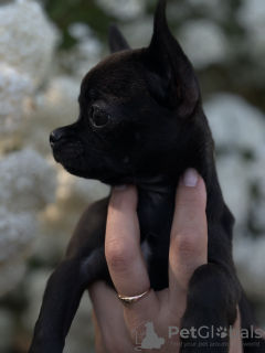 Photos supplémentaires: Sable pour Chihuahua