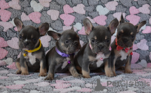 Photo №3. Chiots bouledogue français. Fédération de Russie