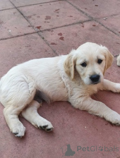 Photo №3. Wunderschöne Golden-Retriever-Welpen suchen ein liebevolles Zuhause.. Allemagne