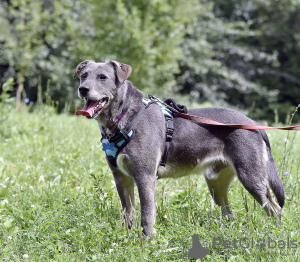 Photo №4. Je vais vendre chien bâtard en ville de Москва. annonce privée - prix - Gratuit