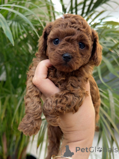 Photo №1. caniche (jouet) - à vendre en ville de Augsbourg | négocié | Annonce №156540