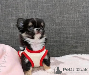 Photo №1. chihuahua - à vendre en ville de Helsinki | 500€ | Annonce №152215