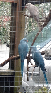 Photo №3. Collier. L'Autriche