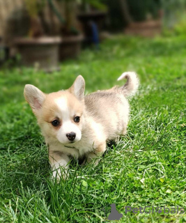 Photos supplémentaires: Chiots Welsh Corgie à vendre