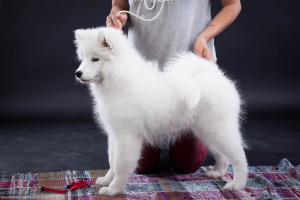 Photo №3. Samoyed. Élevage de filles. Fédération de Russie