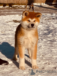 Photo №3. Chiots Akita Inu japonais. Serbie