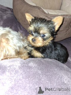 Photo №4. Je vais vendre biewer yorkshire terrier, yorkshire terrier en ville de Stockholm. annonce privée, de la fourrière, éleveur - prix - 500€