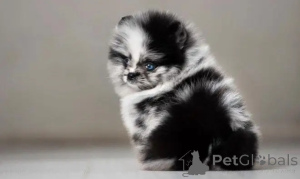 Photo №2 de l'annonce № 162954 de la vente  - acheter à USA éleveur