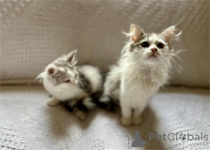 Photo №1. sibérien - à vendre en ville de Bleialf | 350€ | Annonce № 153172