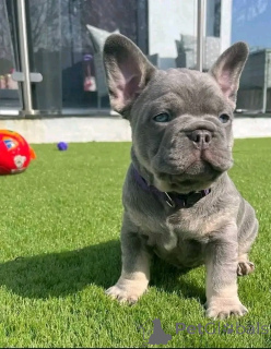 Photo №2 de l'annonce № 136181 de la vente bouledogue - acheter à USA éleveur