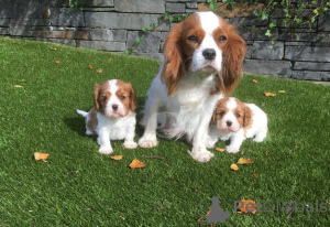 Photo №2 de l'annonce № 175182 de la vente cavalier king charles spaniel - acheter à Allemagne annonce privée