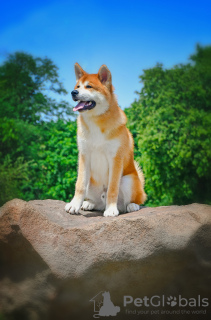 Photos supplémentaires: Garçon Akita Inu (Hachiko)