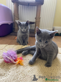 Photo №1.  - à vendre en ville de Berlin | 266€ | Annonce № 153519