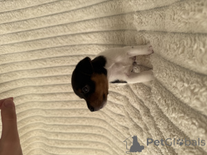 Photo №1. jack russell terrier - à vendre en ville de Batumi | 850€ | Annonce №145995