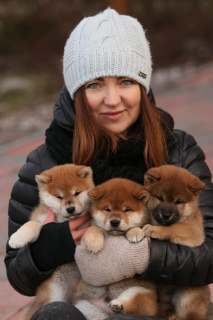 Photo №2 de l'annonce № 4496 de la vente shiba - acheter à Fédération de Russie de la fourrière, éleveur