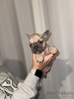 Photo №3. Chiots bouledogue français - kc. Allemagne