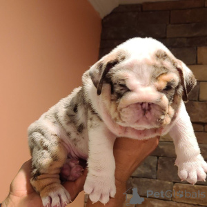 Photo №1. bulldog anglais - à vendre en ville de Бернау | 450€ | Annonce №139934