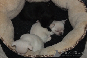 Photos supplémentaires: Chiots Chihuahua pure race à vendre.