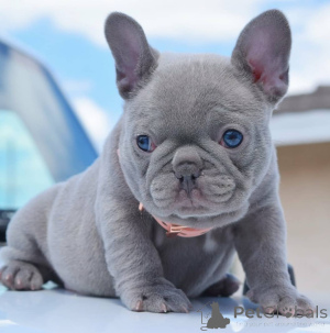 Photo №1. bouledogue - à vendre en ville de Port Alberni | 372€ | Annonce №138027