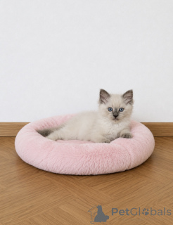 Photo №3. chaton Ragdoll adorable disponible pour adoption. Belgique