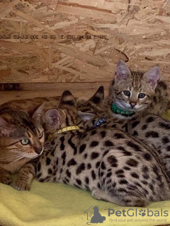 Photos supplémentaires: chatons Savannah disponibles