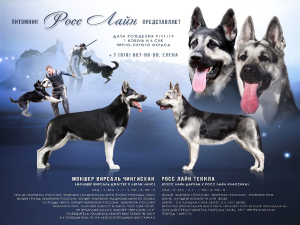 Photo №4. Je vais vendre berger de l'est de l'europe en ville de Можга. de la fourrière - prix - 483€