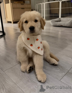 Photo №1. golden retriever - à vendre en ville de Dąbrowa Góricza | négocié | Annonce №173322