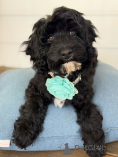 Photo №2 de l'annonce № 156281 de la vente labradoodle - acheter à Suisse annonce privée