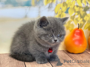 Photo №4. Je vais vendre scottish fold en ville de Пертунмаа. annonce privée - prix - 400€