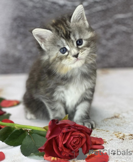 Photo №1. maine coon - à vendre en ville de Baden-Baden | 790€ | Annonce № 163327