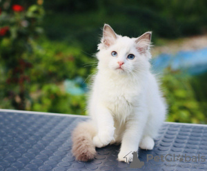 Photo №1. ragdoll - à vendre en ville de Adelaide | 379€ | Annonce № 121524