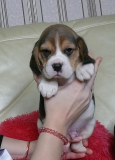 Photo №1. beagle - à vendre en ville de Cherepovets | 354€ | Annonce №3850