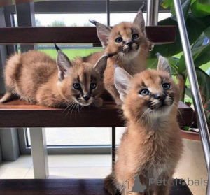 Photo №1. caracal - à vendre en ville de Barcelone | négocié | Annonce № 178500