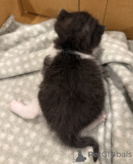 Photo №2 de l'annonce № 144562 de la vente british shorthair - acheter à Allemagne éleveur