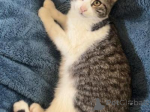 Photo №1. american shorthair - à vendre en ville de Aalen | 350€ | Annonce № 151500