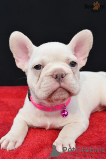 Photo №1. bouledogue - à vendre en ville de Калифорния Сити | négocié | Annonce №62153