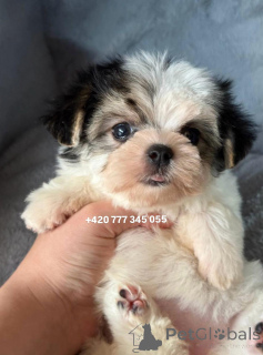 Photo №3. Maltipoo Morkie, 2,5 mois fille. Allemagne