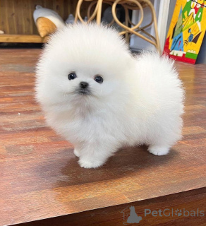 Photo №3. Chiots Poméranie blanche à vendre. Allemagne