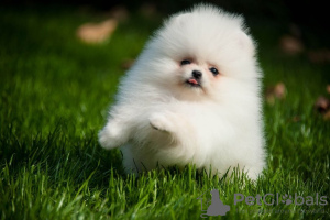 Photos supplémentaires: Chiots Spitz de Poméranie,