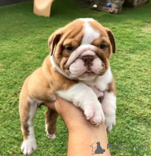 Photo №4. Je vais vendre bulldog anglais en ville de Zürich. éleveur - prix - négocié