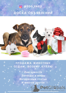Photo №1. chien bâtard - à vendre en ville de Saint-Pétersbourg | Gratuit | Annonce №7397