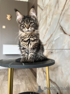 Photo №1. maine coon - à vendre en ville de Würzburg | négocié | Annonce № 169928