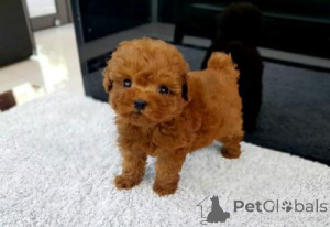 Photo №1. caniche (jouet) - à vendre en ville de Eindhoven | négocié | Annonce №173444